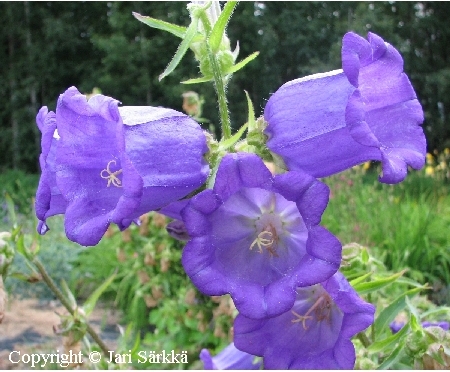 Campanula medium